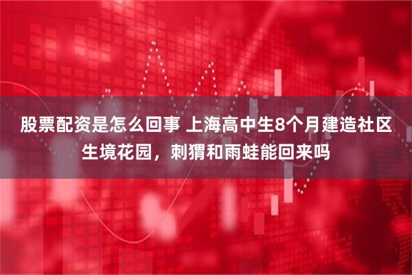 股票配资是怎么回事 上海高中生8个月建造社区生境花园，刺猬和雨蛙能回来吗